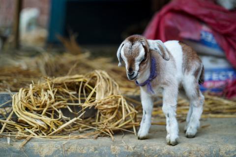 Goat Farming